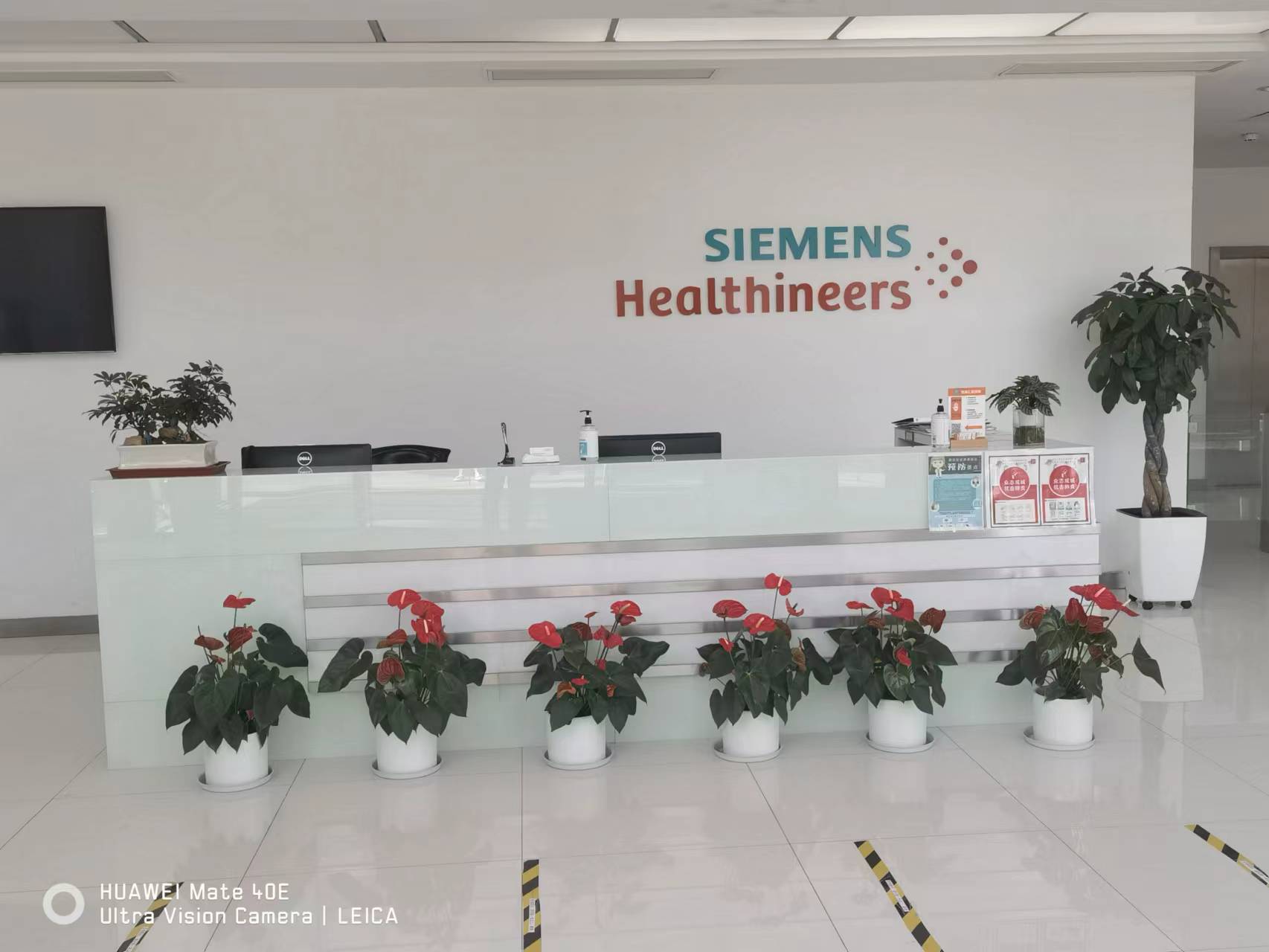 Siemens前台绿植租赁摆放